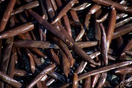 Comoros-Archipelago;-France;-Indian-Ocean;-Kaleidos;-Kaleidos-images;-La-parole-à-limage;-Laurent-Abad;-Mayotte;-Pods;-Spice;-Stories-Pictures;-Vanilla